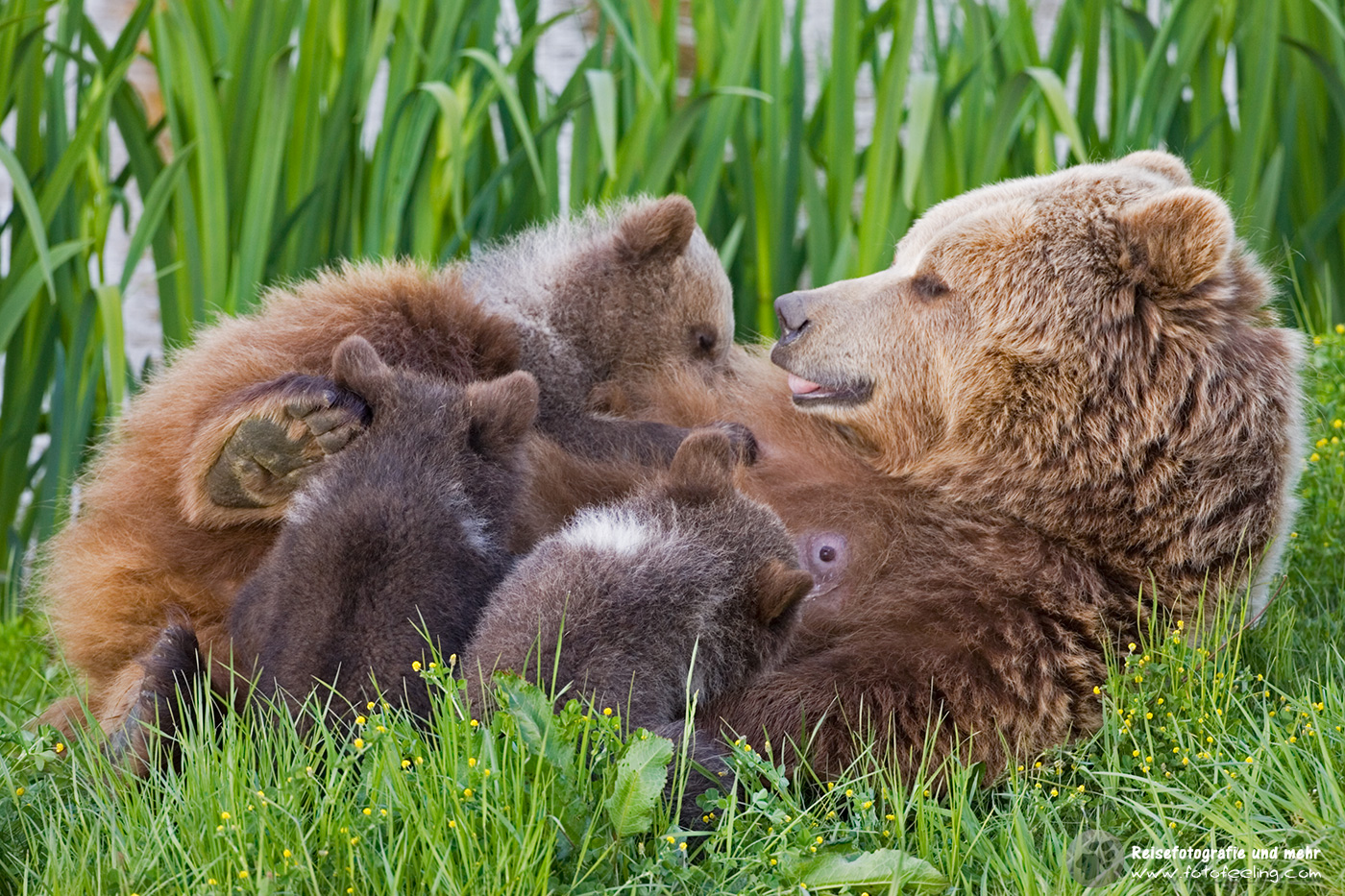 Europäischer Braunbär oder Eurasischer Braunbär (Ursus arctos arctos)