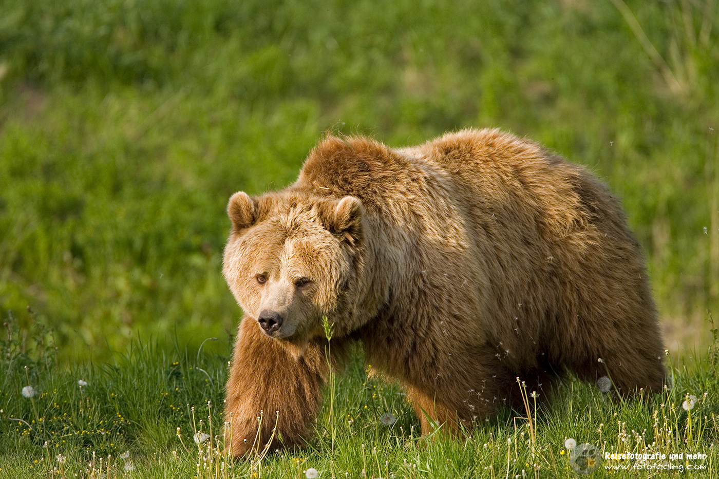 Europäischer Braunbär oder Eurasischer Braunbär (Ursus arctos arctos)