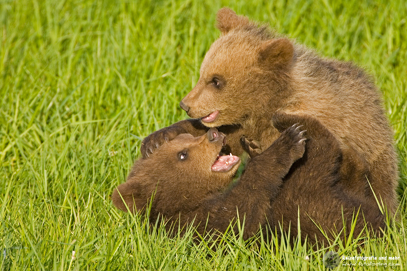 Europäischer Braunbär oder Eurasischer Braunbär (Ursus arctos arctos)