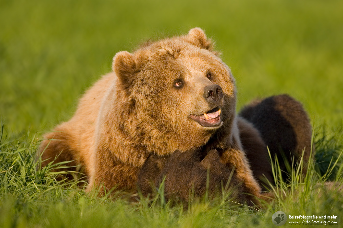Europäischer Braunbär oder Eurasischer Braunbär (Ursus arctos arctos)
