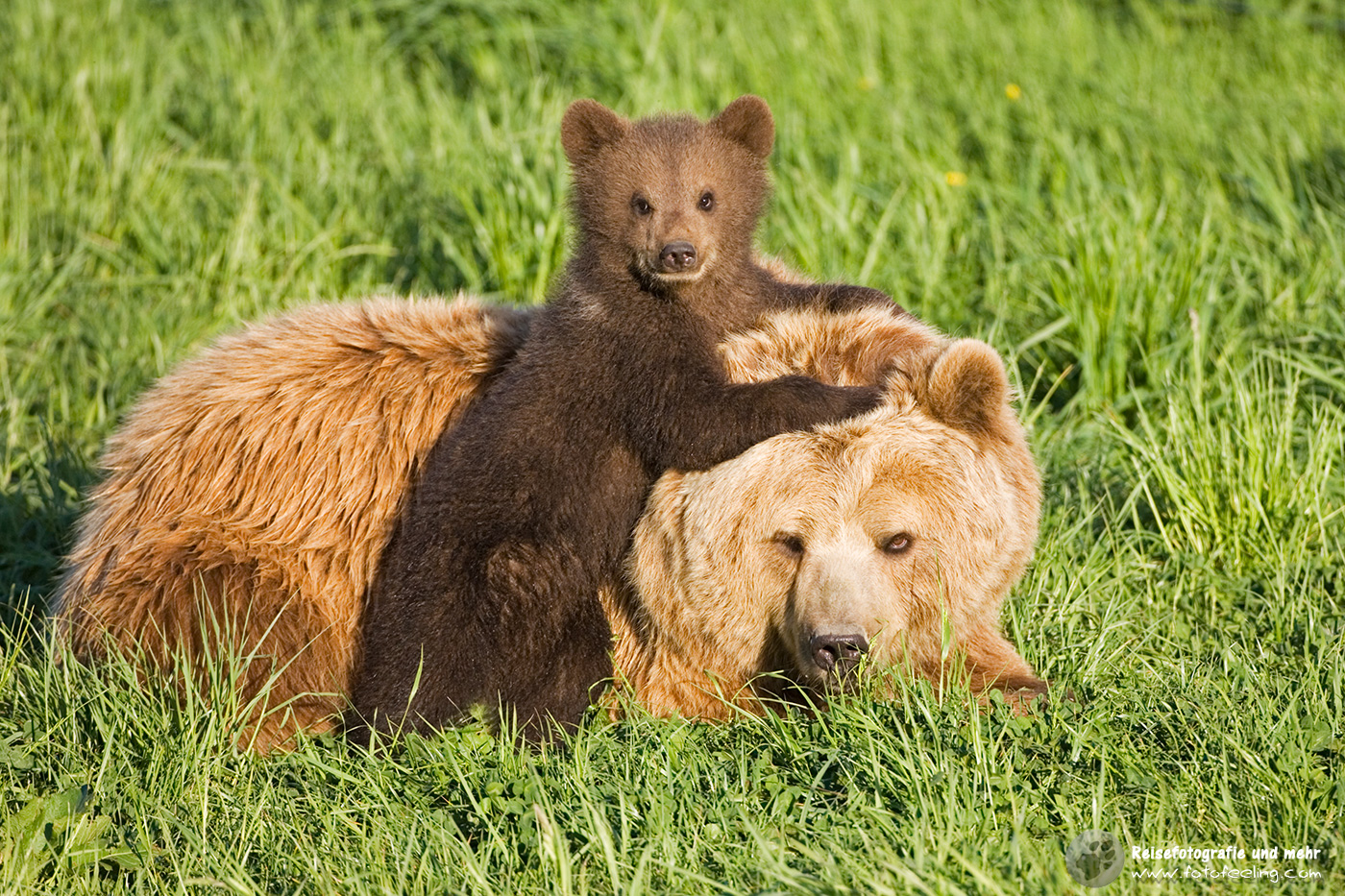 Europäischer Braunbär oder Eurasischer Braunbär (Ursus arctos arctos)