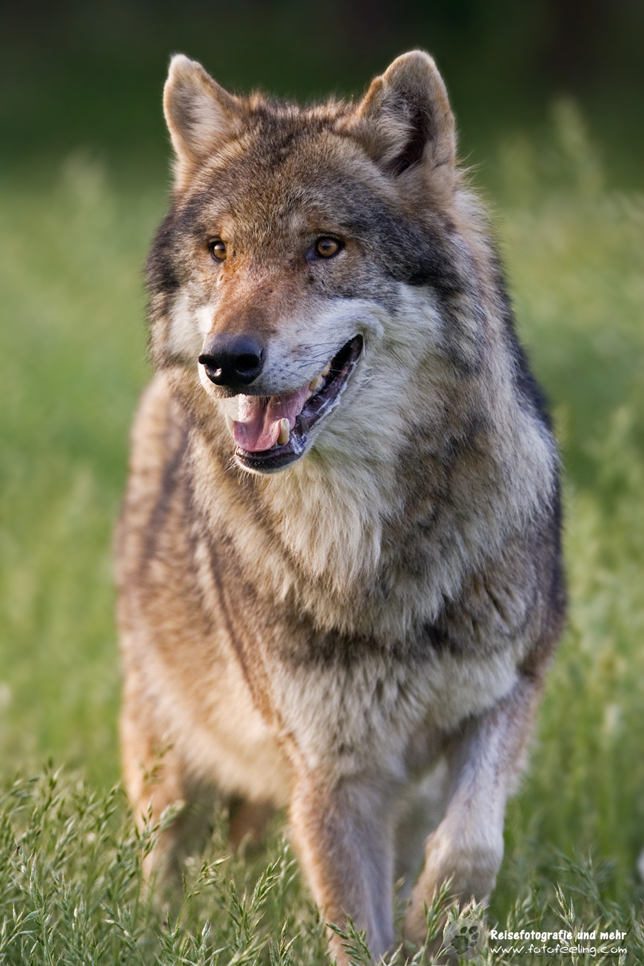 Wolf (Canis lupus)