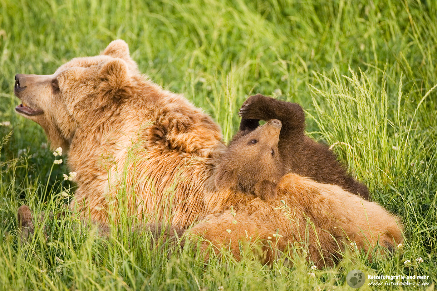 Europäischer Braunbär oder Eurasischer Braunbär (Ursus arctos arctos)
