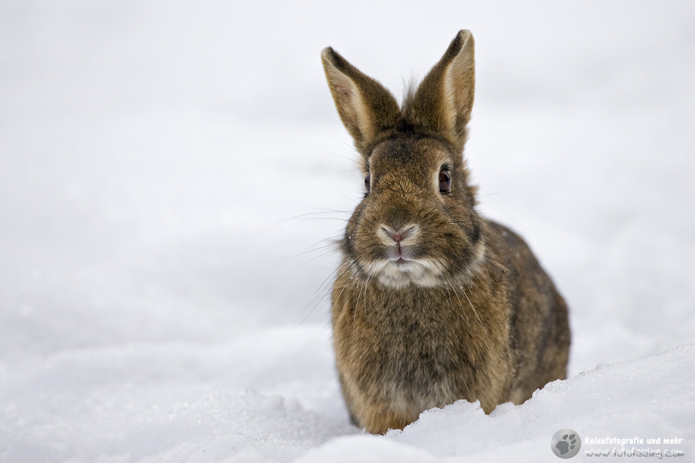 Hauskaninchen (Oryctolagus cuniculus forma domestica)
