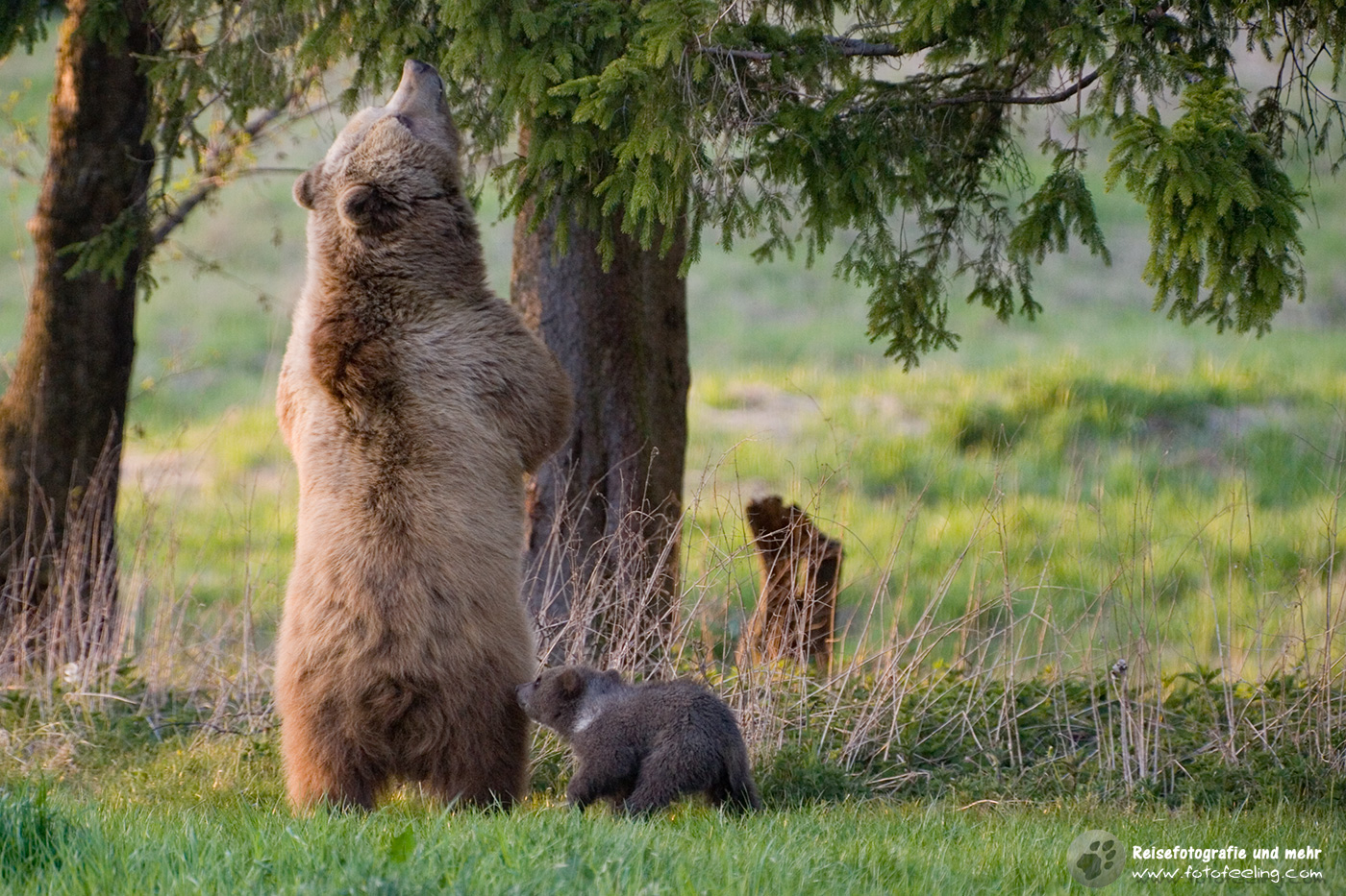 Europäischer Braunbär oder Eurasischer Braunbär (Ursus arctos arctos)