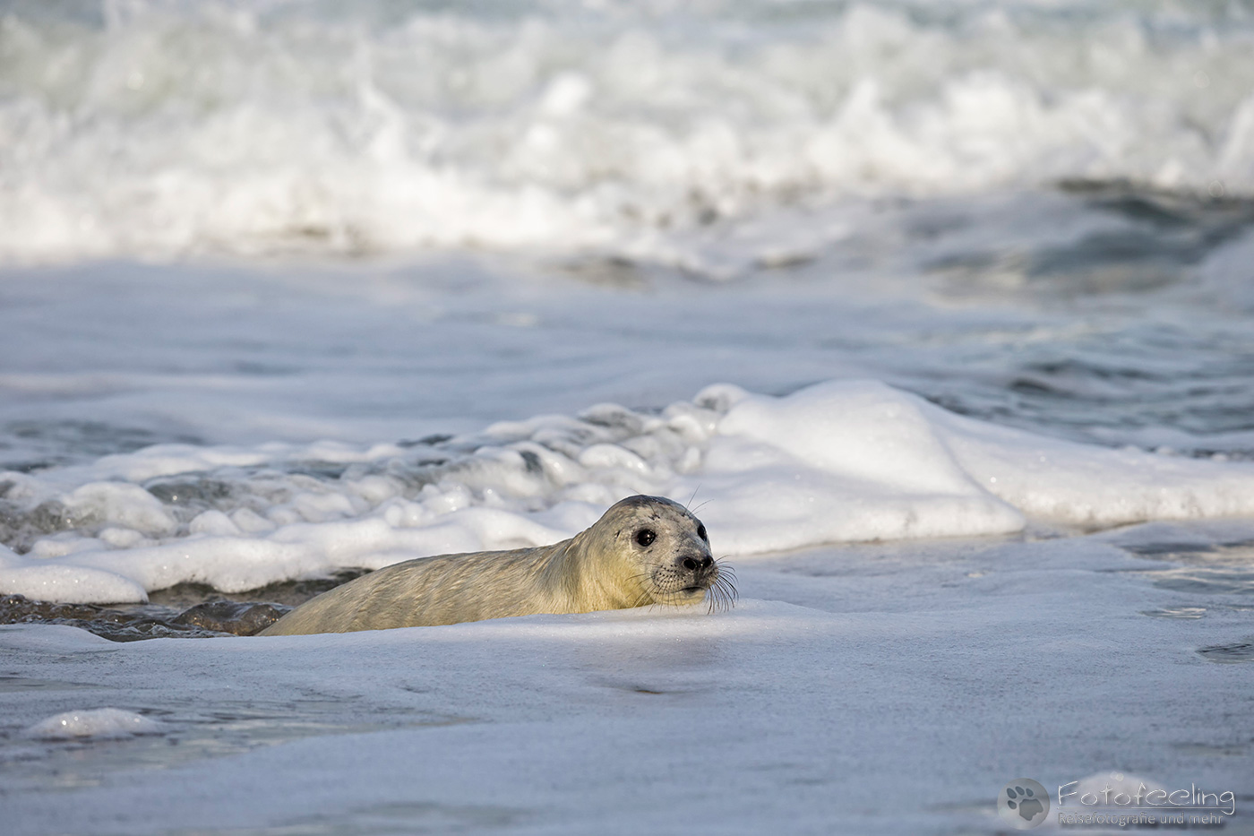 Kegelrobbe (Halichoerus grypus), Jungtier