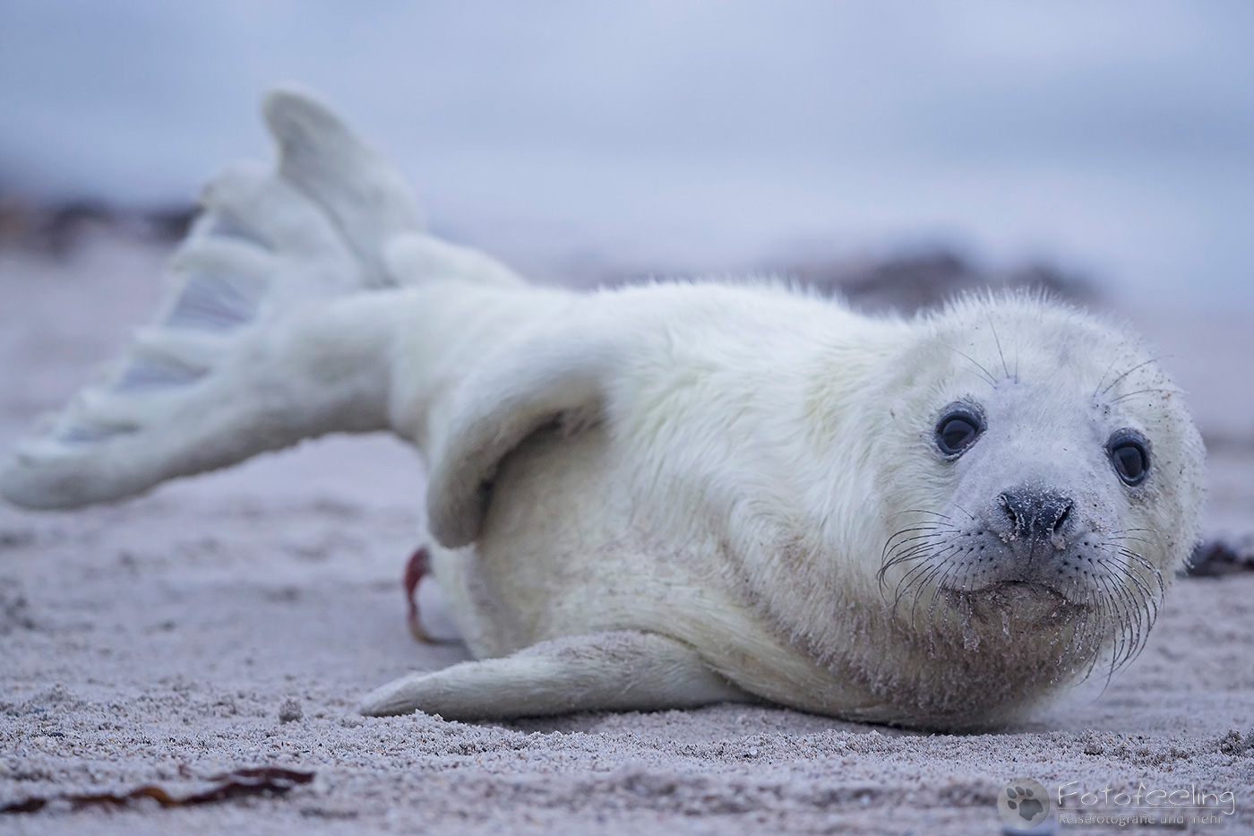 Kegelrobbe (Halichoerus grypus), Jungtier