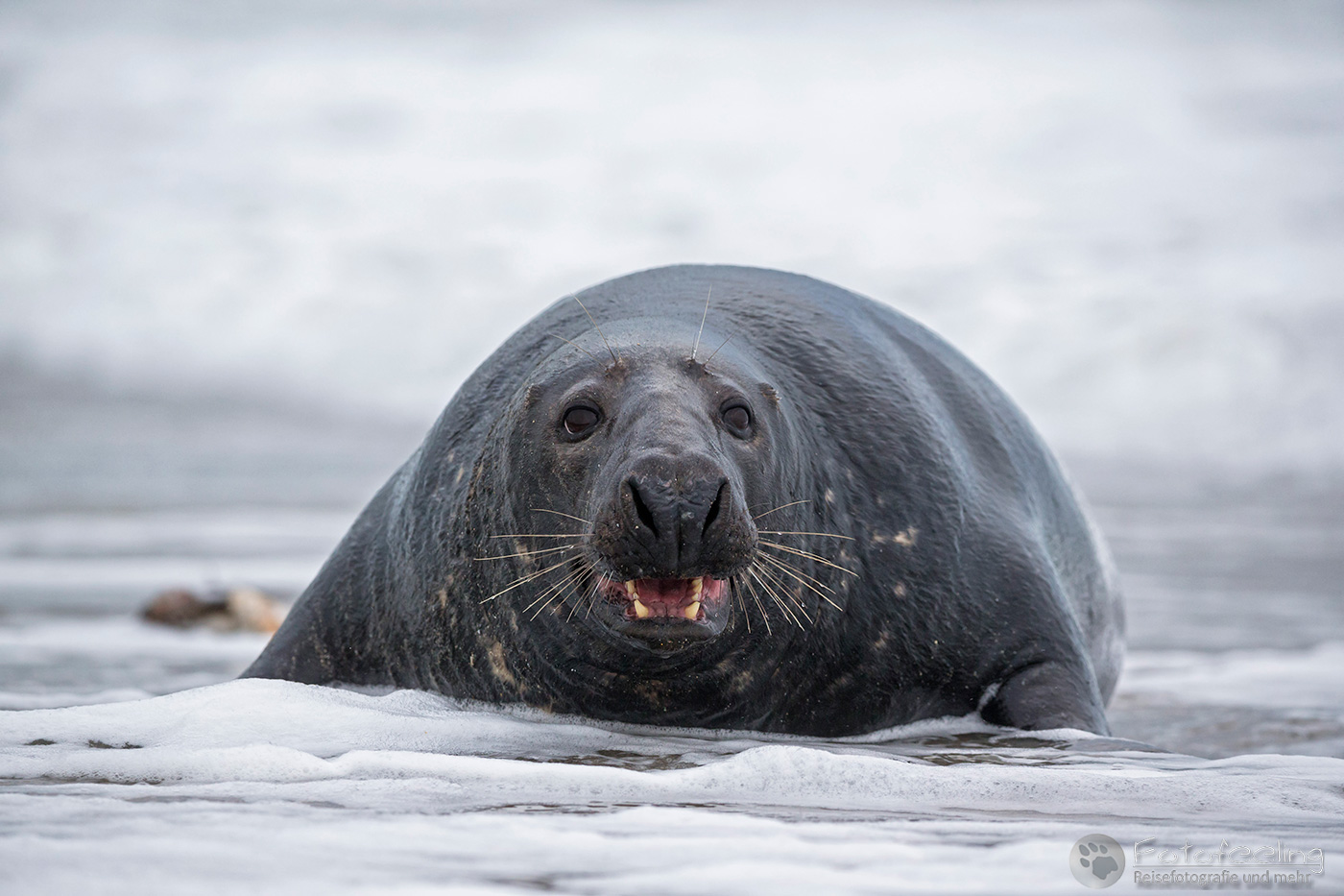 Kegelrobbe (Halichoerus grypus)