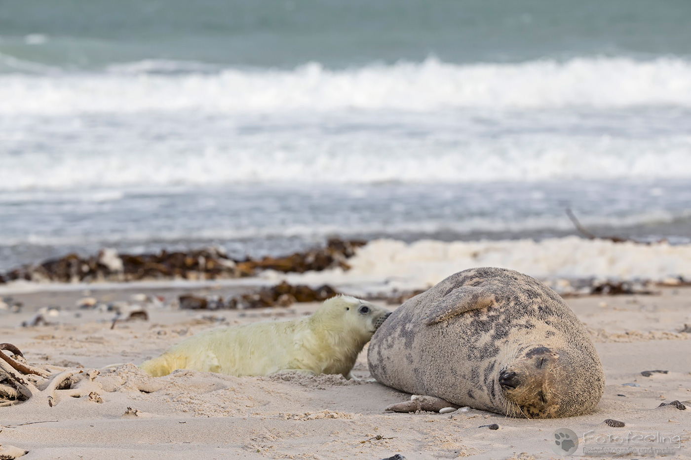 Kegelrobbe (Halichoerus grypus) - Mutter säugt Jungtier