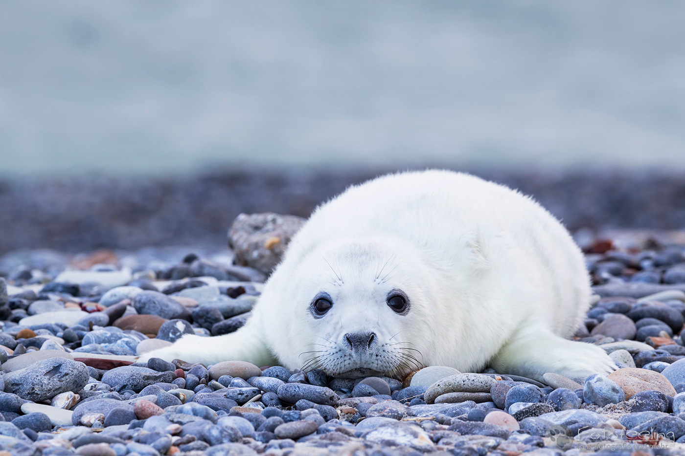 Kegelrobbe (Halichoerus grypus), Jungtier
