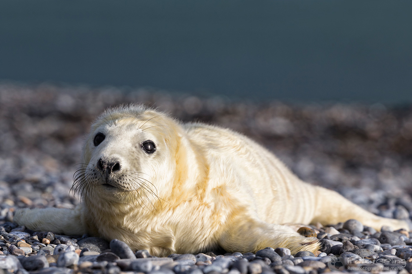 Kegelrobbe (Halichoerus grypus), Jungtier