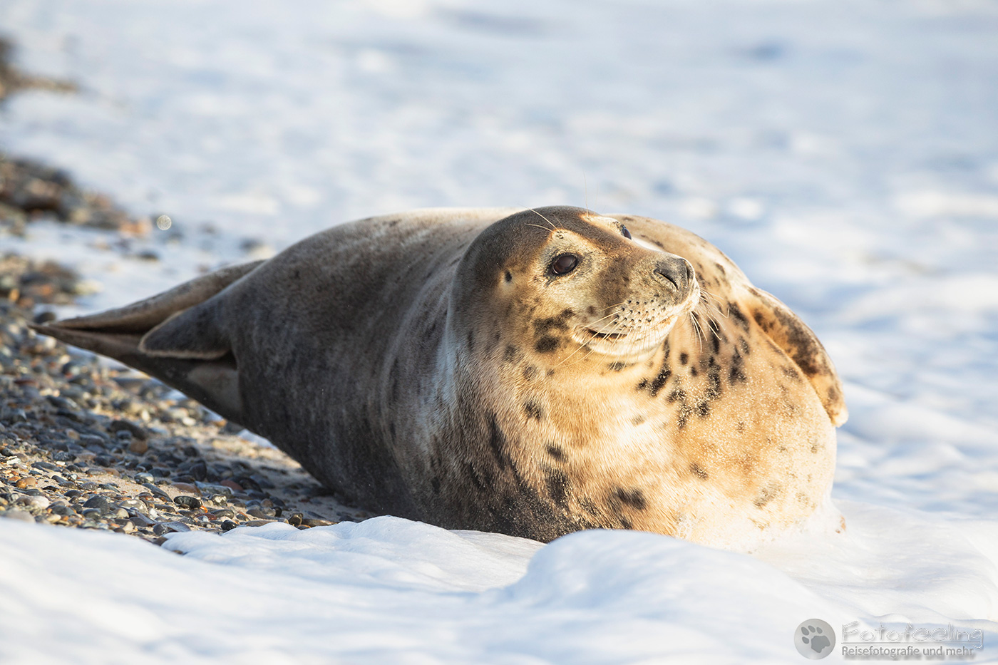 Kegelrobbe (Halichoerus grypus)