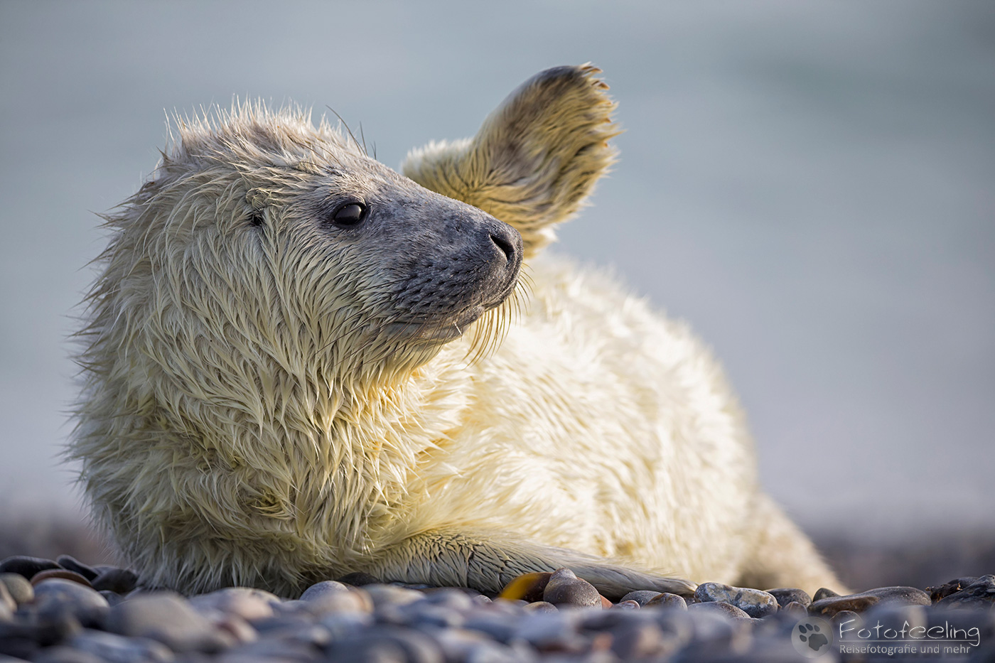 Kegelrobbe (Halichoerus grypus), Jungtier