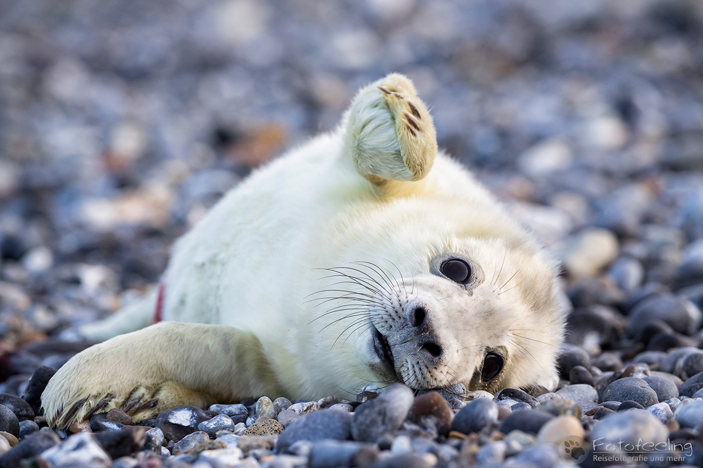 Kegelrobbe (Halichoerus grypus), Jungtier