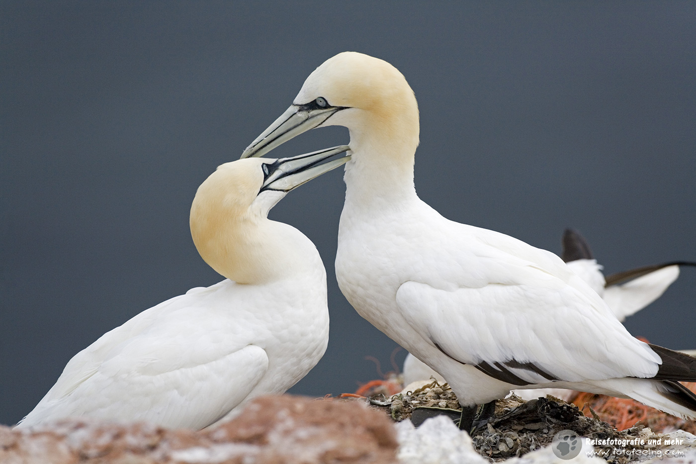 Basstölpel (Morus bassanus)