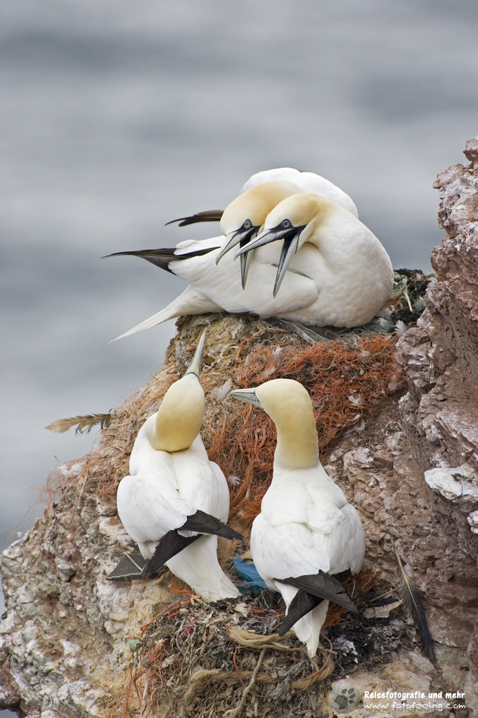 Basstölpel (Morus bassanus)