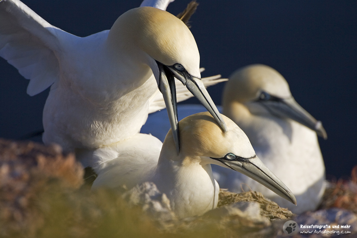 Basstölpel (Morus bassanus)