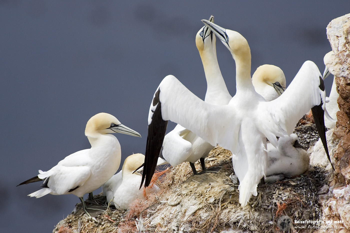 Basstölpel (Morus bassanus)