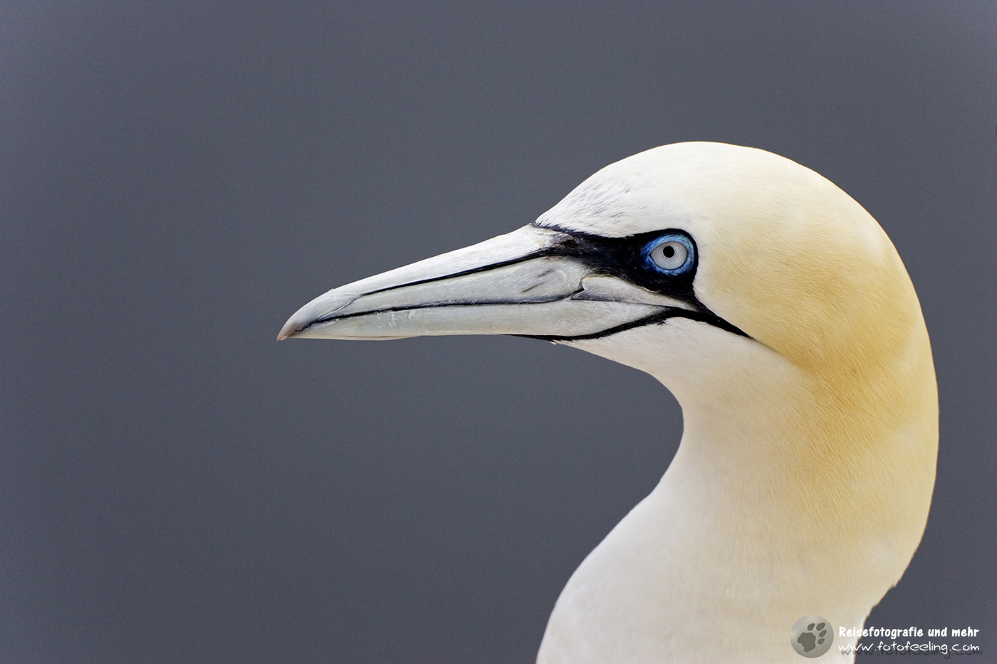 Basstölpel (Morus bassanus)