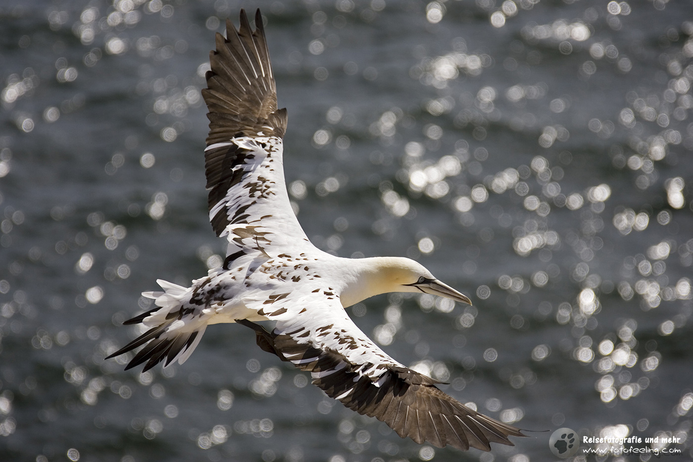 Basstölpel (Morus bassanus)