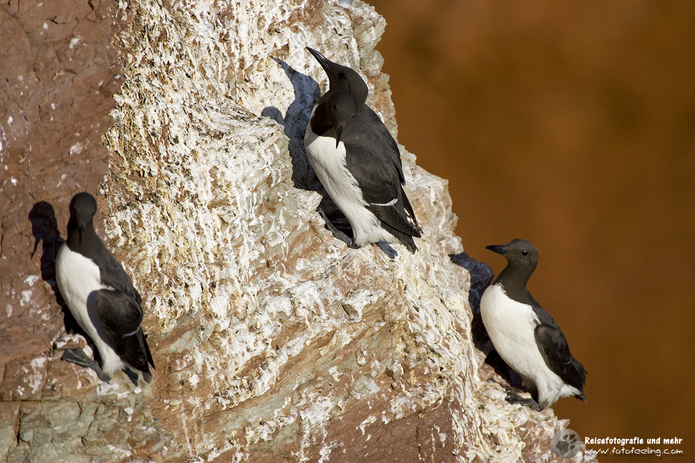 Trottellummen (Uria aalge)