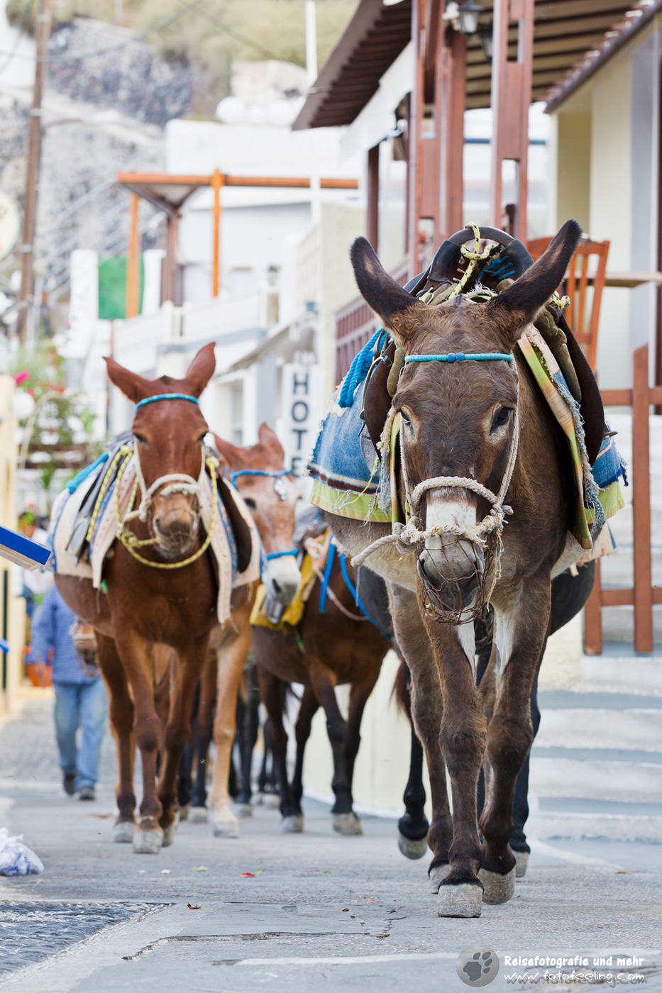 Esel und Maultiere von Fira