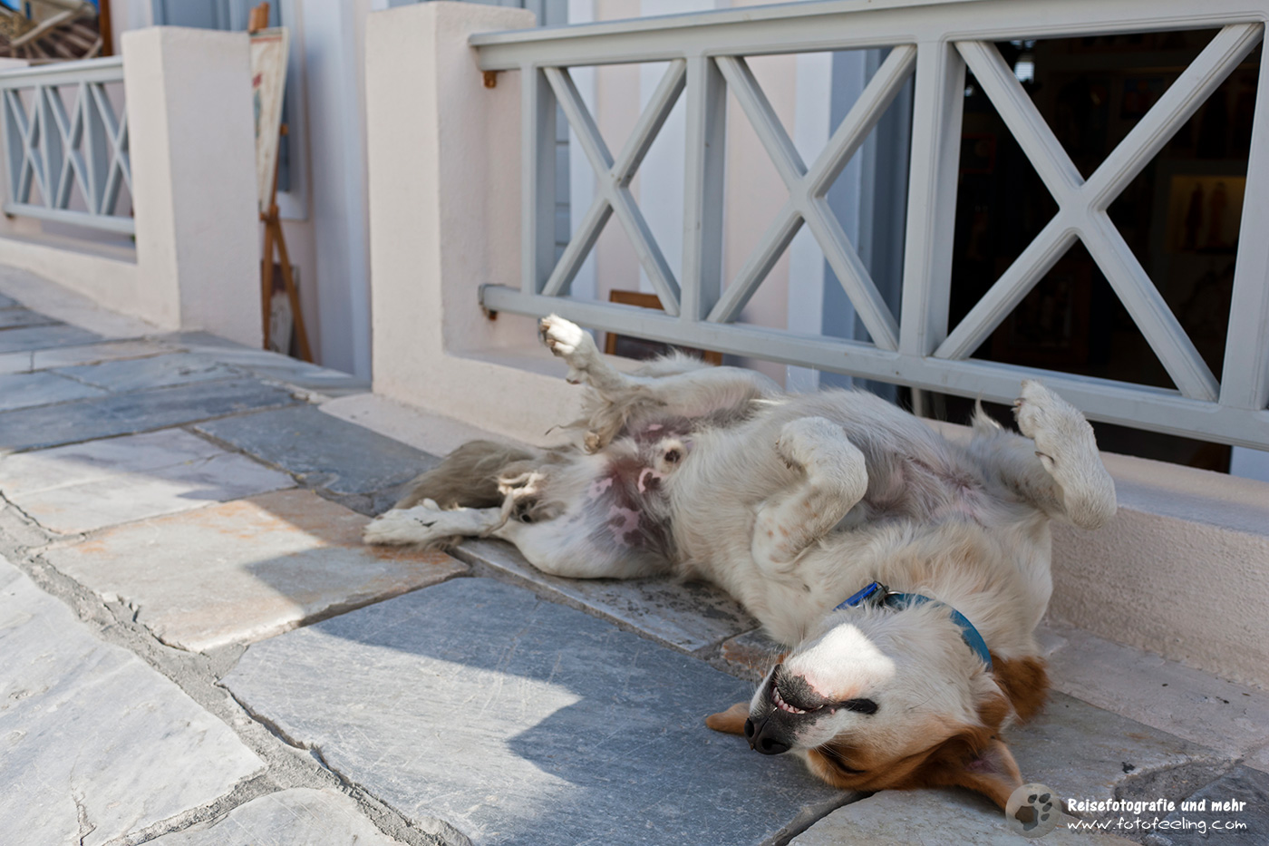 Straßenhund in Oia
