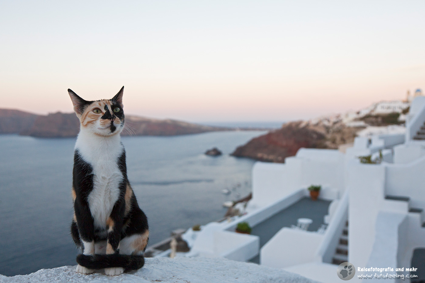 Katze in Oia