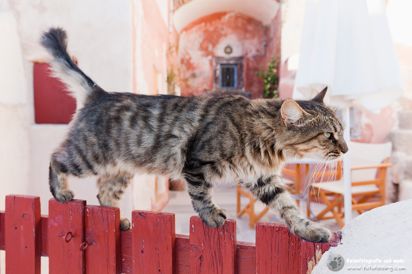 Katze in Oia