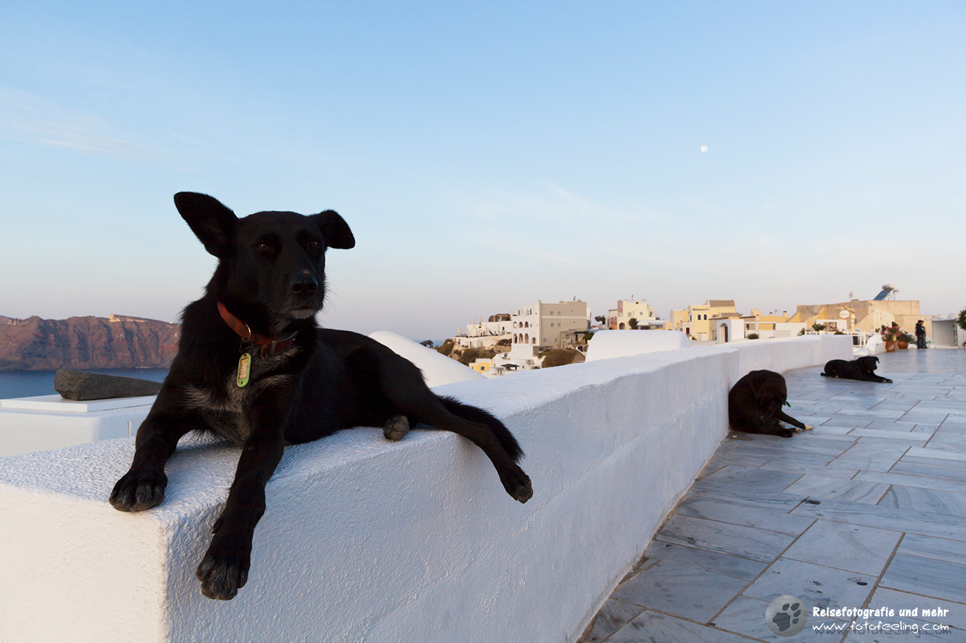 Straßenhunde in Oia