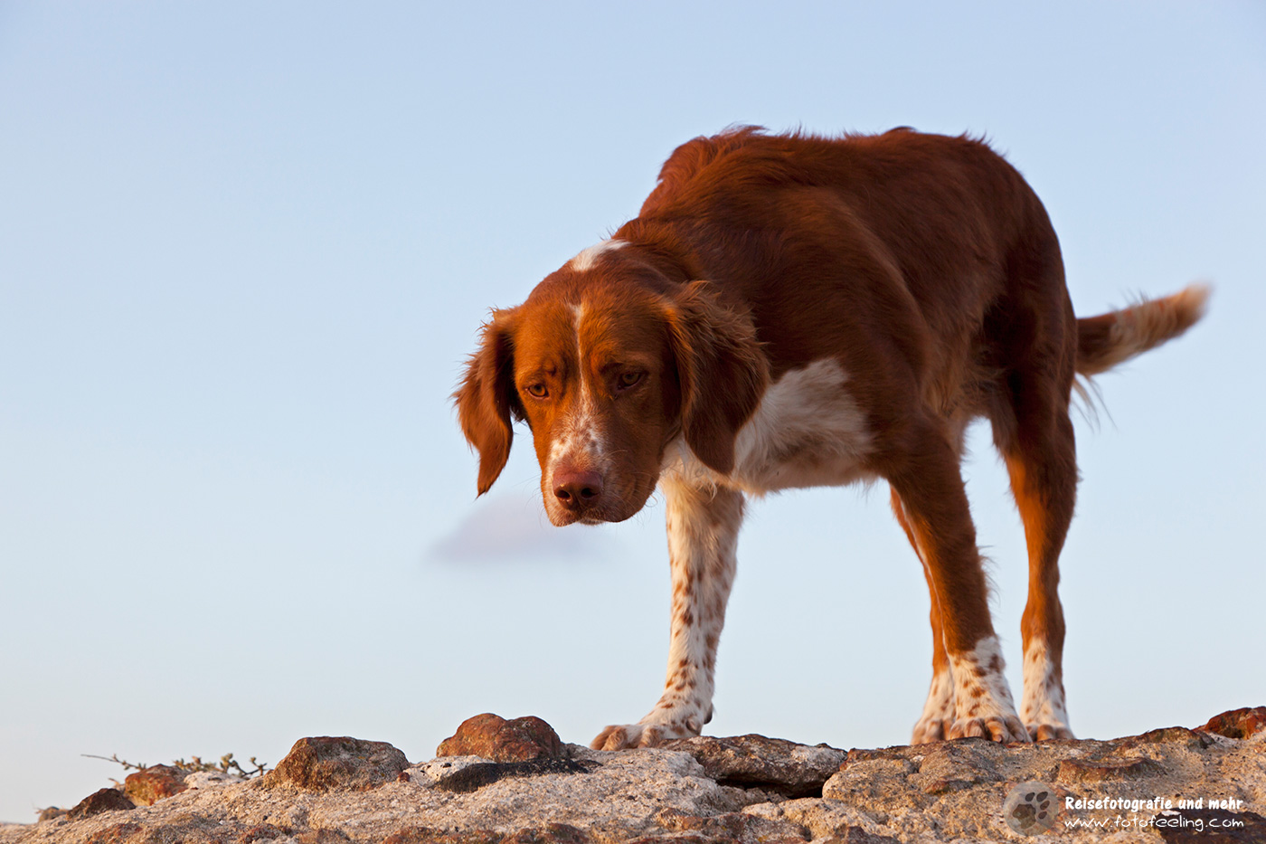 Straßenhund in Oia