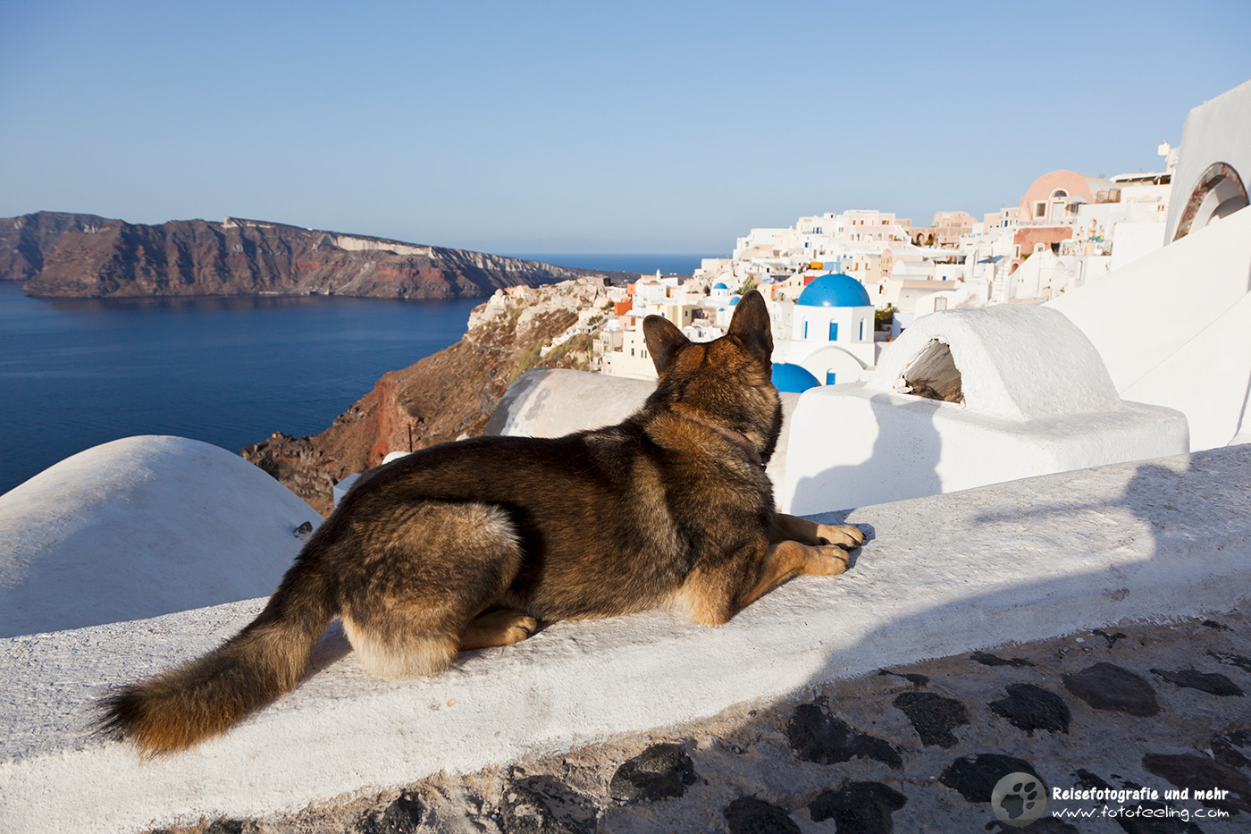 Straßenhund in Oia