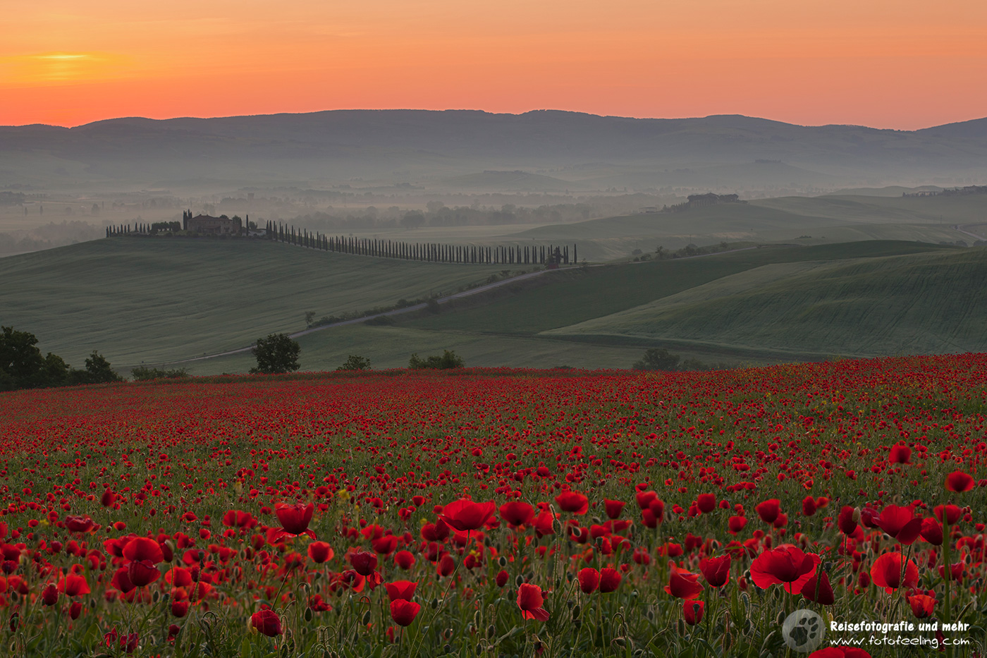 Bauernhof mit Mohnfeld frühmorgens