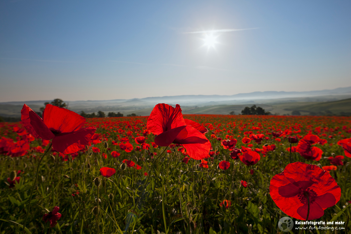 Mohn