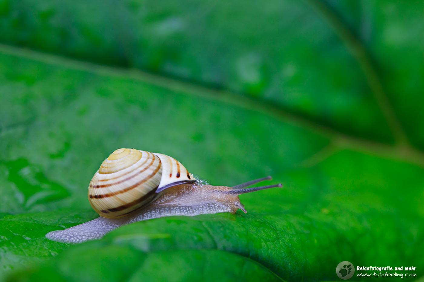 Hain-Bänderschnecke (Cepaea nemoralis)