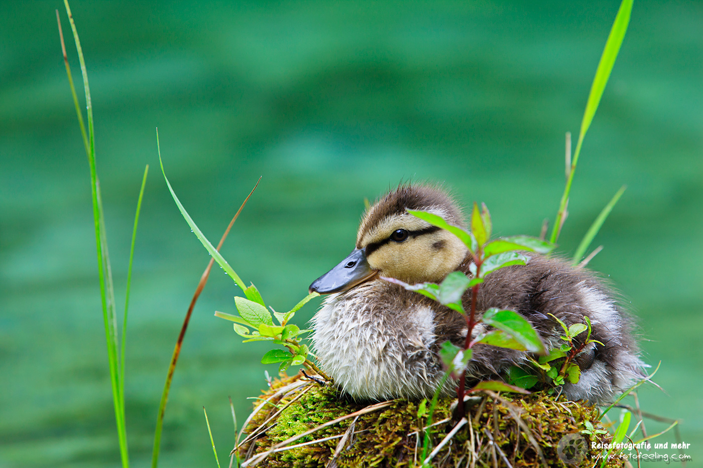 Stockente (Anas platyrhynchos) Küken