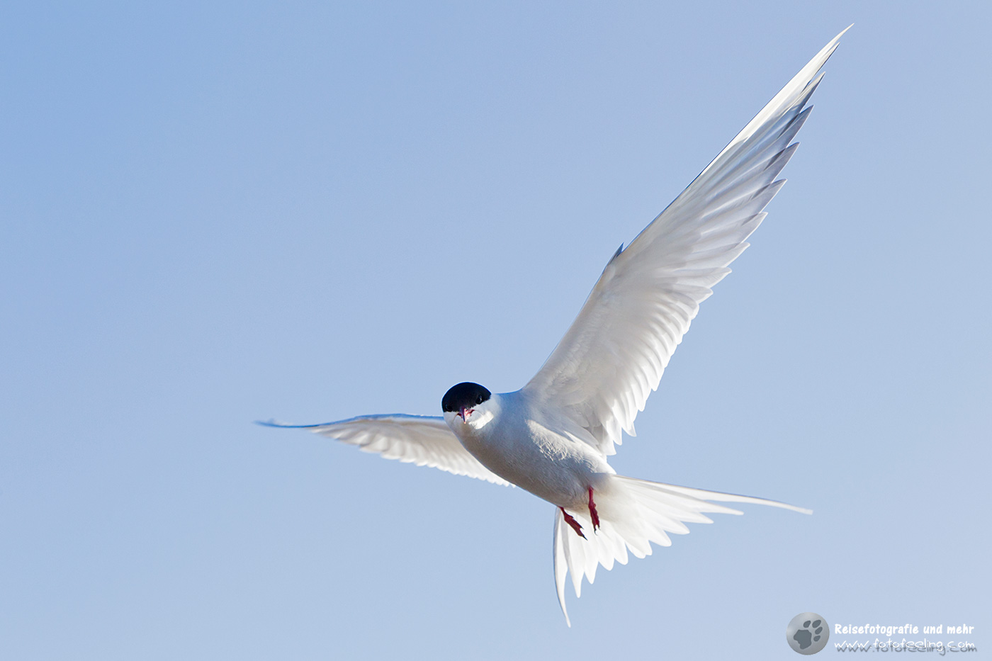 Küstenseeschwalbe (Sterna paradisaea)