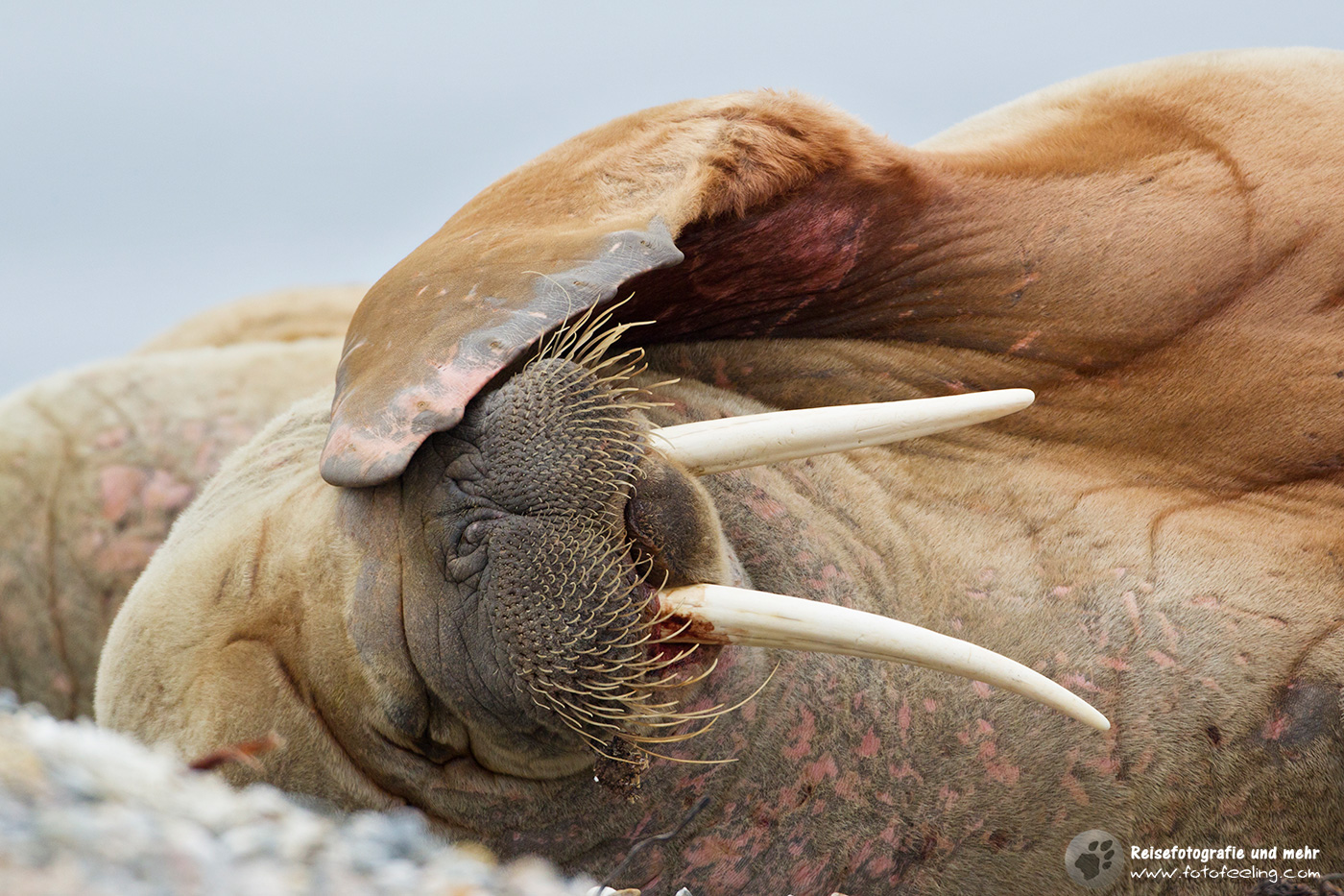 Walross, Walrus colony (Odobenus rosmarus)