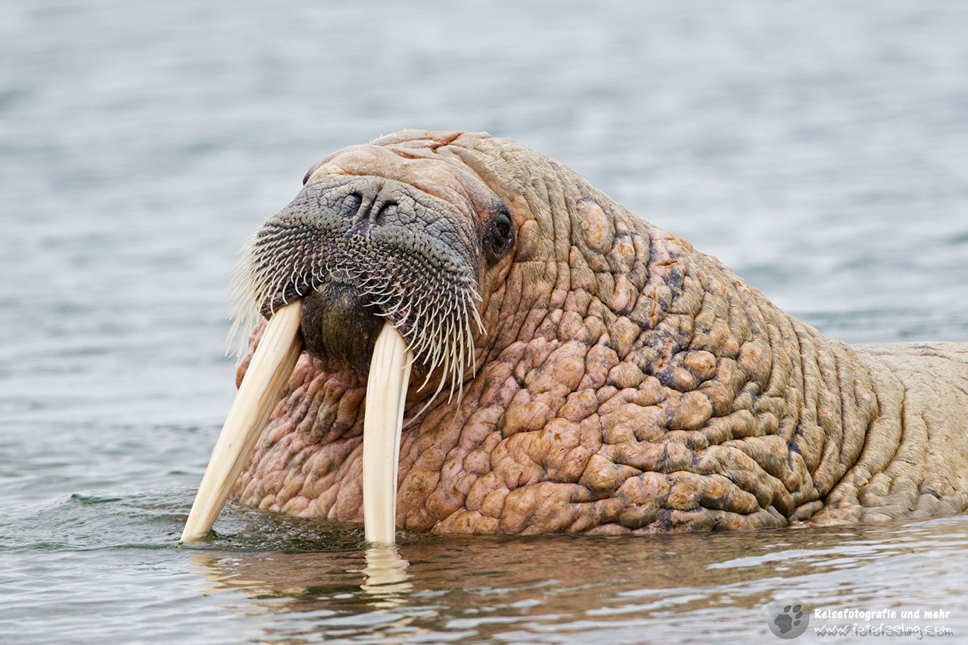 Walross, Walrus colony (Odobenus rosmarus)