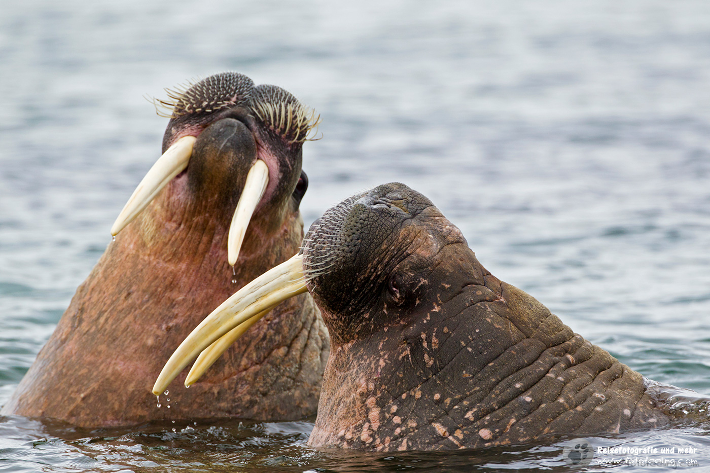 Walross, Walrus colony (Odobenus rosmarus)