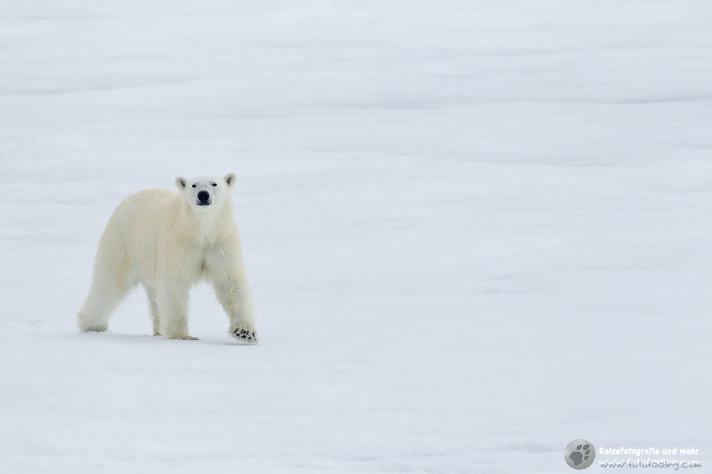 Eisbär, Polar bear (Ursus maritimus)