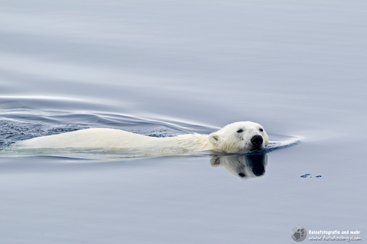 Schwimmender Eisbär, Polar bear (Ursus maritimus)