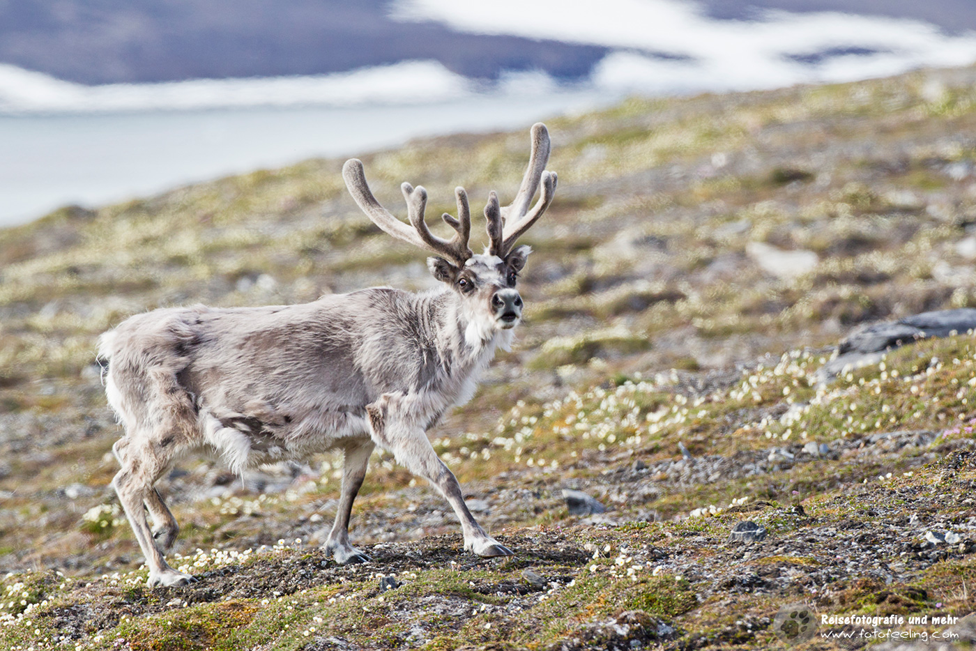 Rentier, Reindeer (Rangifer tarandus)