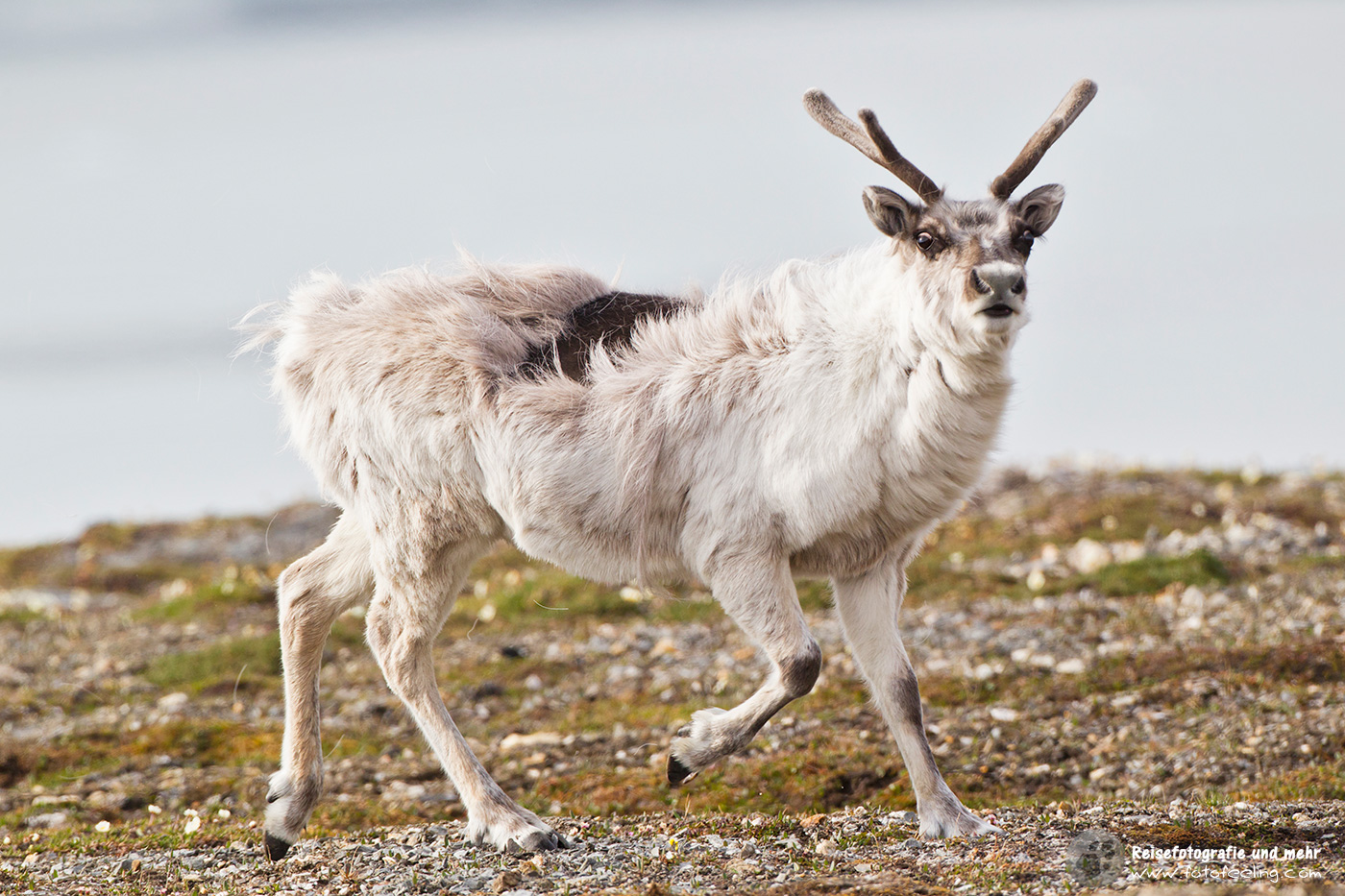 Rentier, Reindeer (Rangifer tarandus)