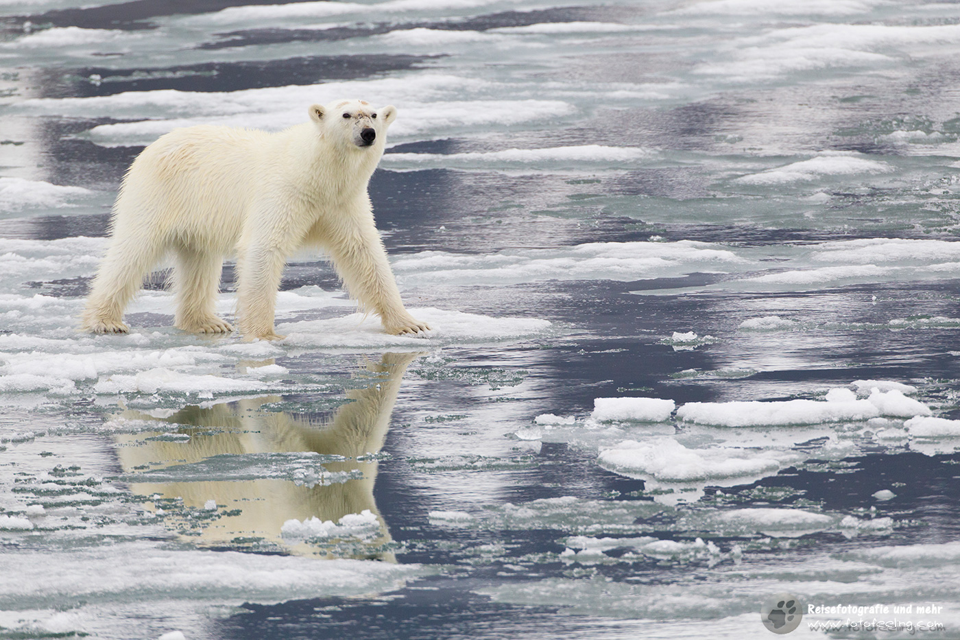 Eisbär, Polar bear (Ursus maritimus)