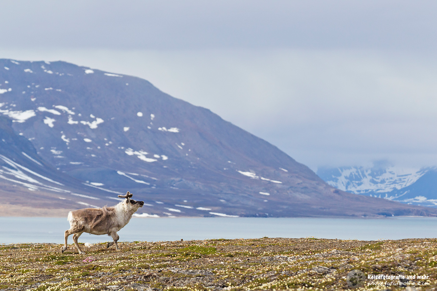 Rentier, Reindeer (Rangifer tarandus)