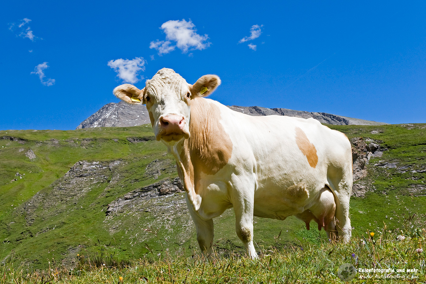 Kuh auf einer Weide, Großglockner Hochalpenstraße
