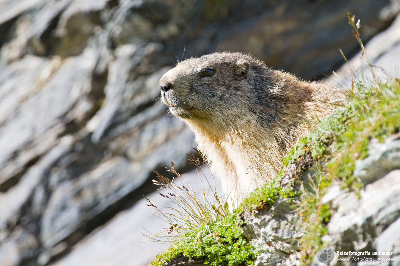 Alpenmurmeltier (Marmota marmota), Franz Josefs Höhe