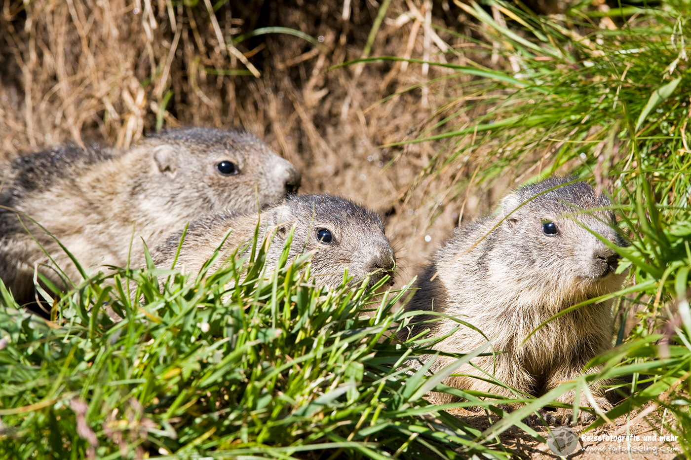 Alpenmurmeltier (Marmota marmota), Franz Josefs Höhe