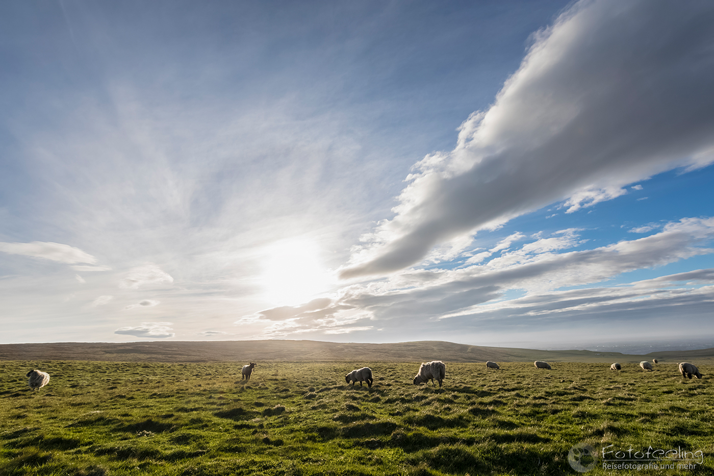 Schafe auf einer Weide